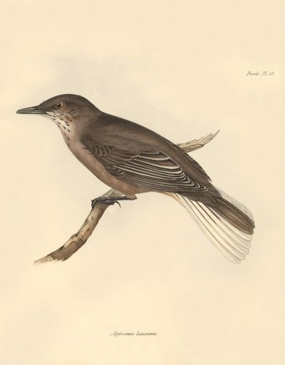 鳥類学：チャールズ・ダーウィンがビーグル号での探検旅行中に記載した "Agriornis leucurus"。1832年から1836年にかけてフィッツロイ船長の指揮のもとで行われたビーグル号の航海の動物学編集・発行 "The Zoology of the voyage of H.M.S. Beagle under the Captain Fitzroy during the years 1832 to 1836 "より。 作： Unbekannter Künstler