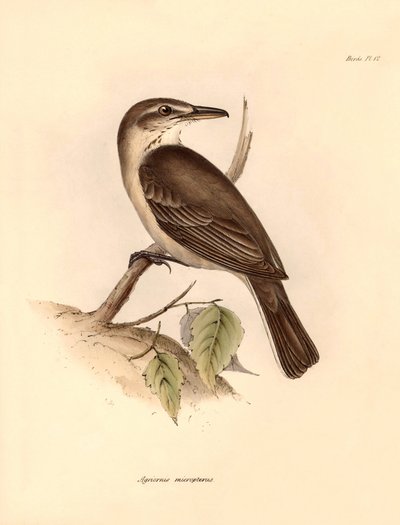 鳥類学：チャールズ・ダーウィンがビーグル号での探検旅行中に記載した "Agriornis micropterus "またはアルゼンチン・ガウチョ。フィッツロイ船長率いるH.M.S.ビーグル号の1832年から1832年までの航海の動物学』より。 作： Unbekannter Künstler