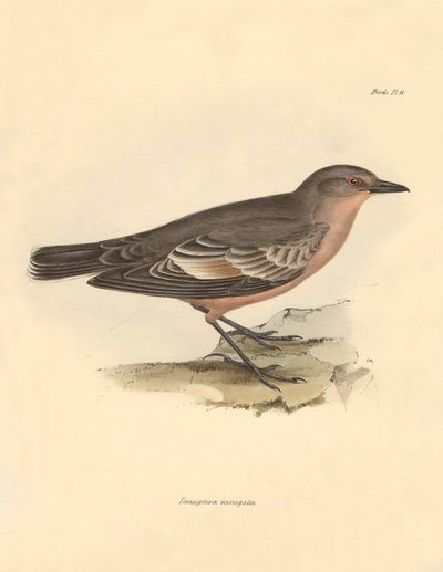鳥類学：チャールズ・ダーウィンがビーグル号での探検旅行中に記載した "Taenioptera variegata"。The Zoology of the voyage of H.M.S. Beagle under the Command of Captain Fitzroy during the years 1832 to 1836 edited and supe」より。 作： Unbekannter Künstler