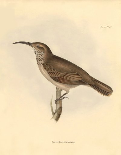 鳥類学：チャールズ・ダーウィンがビーグル号での探検旅行中に記載した "Upercerthia dumetaria"。The Zoology of the voyage of H.M.S. Beagle under the Captain Fitzroy during the years 1832 to 1836 edited and supe"（フィッツロイ船長率いるビーグル号の1832年から1836年にわたる航海の動物学）より。 作： Unbekannter Künstler