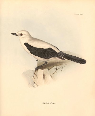 鳥類学：チャールズ・ダーウィンがビーグル号での探検旅行中に記載した "fluvicola azarea "またはヒタキ。The Zoology of the voyage of H.M.S. Beagle under the Command of Captain Fitzroy during the years 1832 to 1836 edited（フィッツロイ船長率いるビーグル号の1832年から1836年にわたる航海の動物学）」のプレート。 作： Unbekannter Künstler