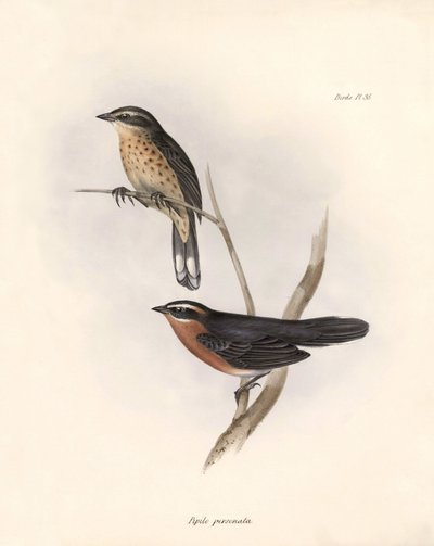 鳥類学「トヒ（またはピピロ）"チャールズ・ダーウィン（1809-1882）がビーグル号の探検中に観察した鳥類の説明。The zoology of the voyage of H.M.S. Beagle. "のプレート。飛行。III, Birds described by John Gould, with notice of "H.M.S. Beagle. 作： Unbekannter Künstler