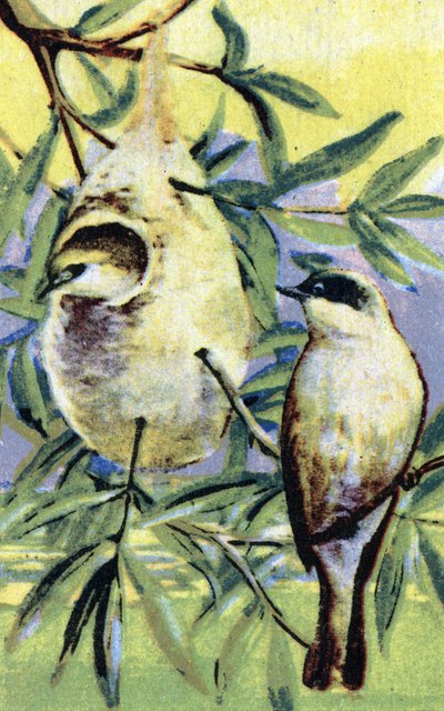 鳥類学：レミズ（Remiz pendulinus） クロモリトグラフ 19世紀 個人蔵 作： Unbekannter Künstler