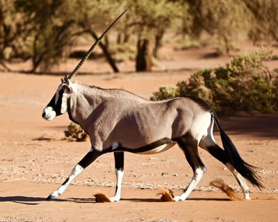 オリックス、ナミブ砂漠、2017年（写真） 作： Unbekannter Künstler