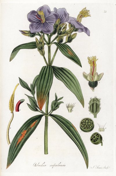ネパールのOsbeckia - William Jackson Hooker (1785-1865)のイラストよりJ. Swanによるリトグラフ。 作： Unbekannter Künstler