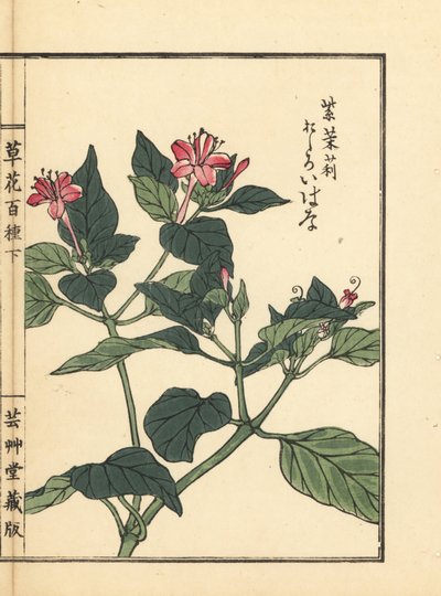 ペルーの驚異、オシロイバナ。河野梅玲手彩色木版画『草花百種』より、東京、山田 作： Unbekannter Künstler