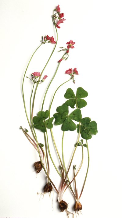 Oxalis tetraphylla/Oxalis deppei/Oxalide of Deppe 作： Unbekannt