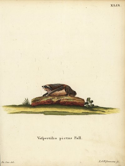 ペインテッドウーリーコウモリ、Kerivoula picta.Vespertilio pictus Linn.ヨハン・クリスティアン・ダニエル・シュレーバーの『自然からの動物図譜』または『シュレーバーのF』より。 作： Unbekannter Künstler