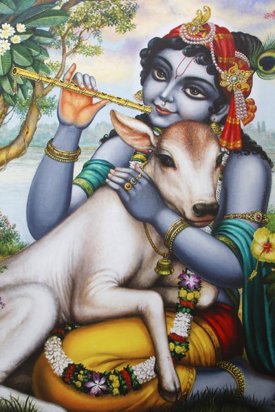 ヒンドゥー教の神、クリシュナが笛を吹き、子牛を撫でている様子を描いた絵画。インド 作： Unbekannt