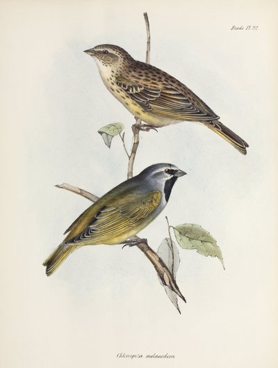 スズメまたはフィンチのペア（1832-1836年頃 作： Unbekannt