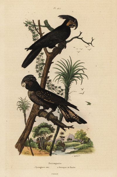 パームオウム（Probosciger aterrimus）とレッドテールブラックオウム（Calyptorhynchus banks） Mycroglosse noir et Perroquet de Banks 作： Unbekannt