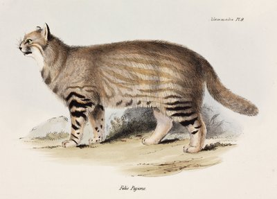 パンパス・キャット（南アメリカ、1832-1836年頃 作： Unbekannt