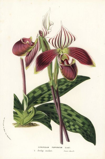 パフィオペディルム・プルプラタム蘭(Cypripedium purpurpuratum)。Louis van Houtte and Charles Lemaire