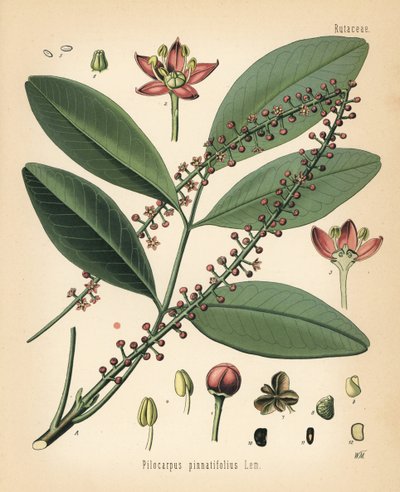 Paraguay jaborandi, Pilocarpus pennatifolius.ヘルマン・アドルフ・ケーラー著『薬用植物』（グスタフ・パブスト編、ケーラー社、ドイツ）より、ワルター・ミュラーによる植物図版をもとにしたクロモリトグラフ。 作： Unbekannter Künstler