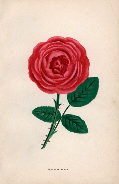1869年、リヨンでルヴェ氏が育てた緋色の雑種、ポール・ネロン。Hippolyte JamainとEugene Forneyの "Les Roses "からF.Grobonが自然をもとに描き、リトグラフしたクロモリトグラフ、パリ、J.ロスチャイルド。 作： Unbekannter Künstler