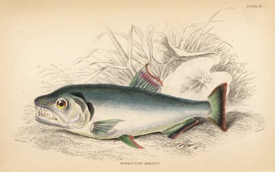 パヤラ、ヒドロリクス・アーマタス（強歯ヒドロキオン、Hydrolycus armatus）。Sir William Jardine