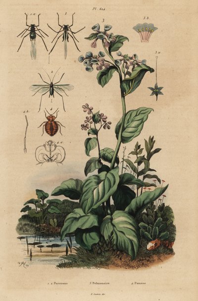 モモアカアブラムシ Myzus persicae 1、バラアカアブラムシ Macrosiphum rosae 2、バージニアブルーベル Mertensia pulmonarioides 3、ナンキンムシ Cimex lectularius 4 作： Unbekannt