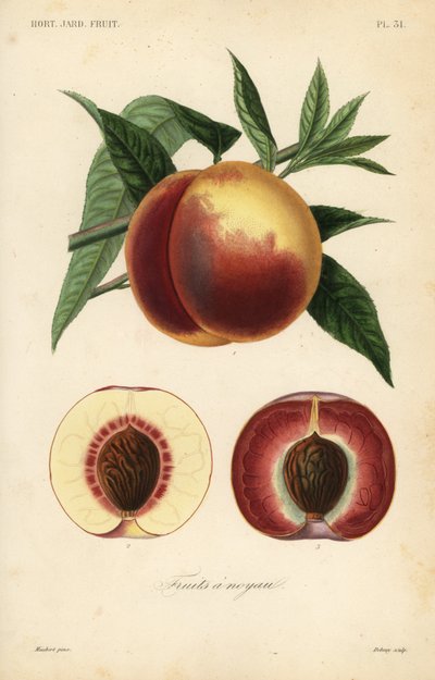 桃の果実（Prunus persica）、白肉種と赤肉種のセクション 作： Unbekannt