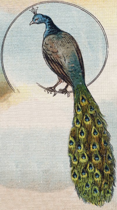 孔雀。Alphabet de ma petite fille "の中のエングレーヴィング。Bernardin-Bechet and Fils, bookseller-publishers, Paris, around 1895.キャンバスにアンブレイカブル・アルバム。Bibliotheque des Bebes.12ページ。読書法とイラスト入りのアベセダリーを収録したアルバム。薄暗い。 作： Unbekannt