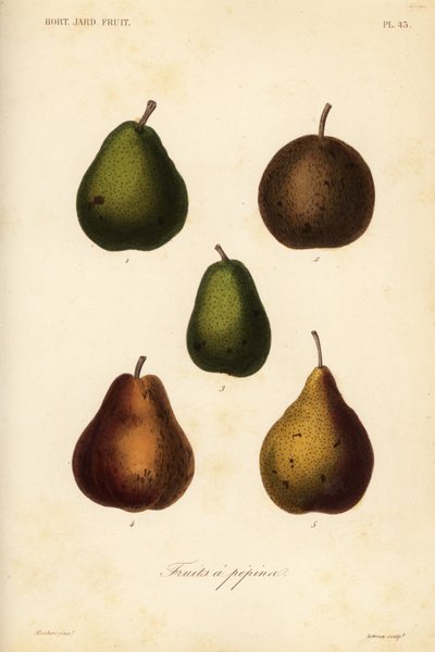 梨の品種、Pyrus communis 作： Unbekannt
