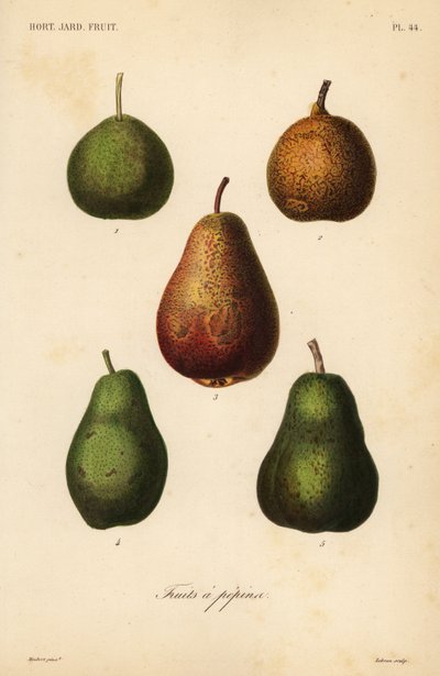 梨の品種、Pyrus communis 作： Unbekannt