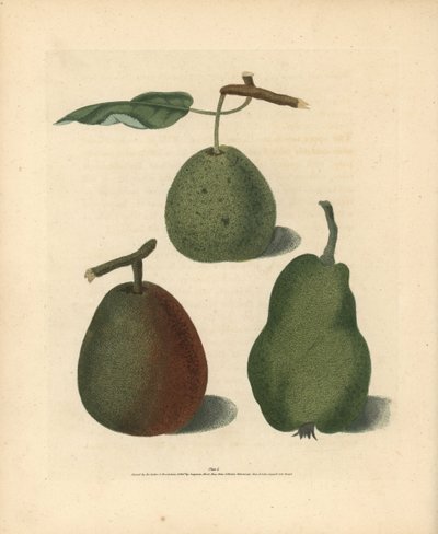 洋梨の品種、Pyrus communis：クレサン、ガンセルのベルガモット、夏のボン・クレチアン。ジョージ・ブルックショーの「ポモナ・ブリタニカ」（ロンドン、ロングマン、ハースト社、他）の挿絵の手彩色スティップル・エングレーヴィング。 作： Unbekannter Künstler