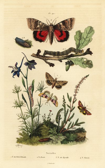 Pease blossom, Periphanes delphinii 1、cotton bollworm, Helicoverpa armigera 2、yellow underwing, Anarta myrtilli 3、large yellow underwing, Noctua pronuba, larva and pupa 4. Noctuelles butterflies 作： Unbekannt