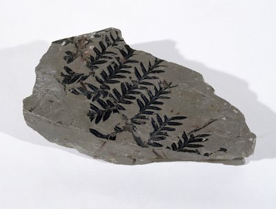 サマセット州カマートンで発見されたペコプテリス（裸子植物の葉）、上部石炭紀（写真）。 作： Unbekannt