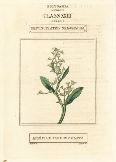ペダンキュレート・シーパースレーン、Atriplex pedunculata。リチャード・デュッパの図版をもとにした手彩色銅版画（『The Clours and Orders of the Linnaean System of Botany』Longman, Hurst, Londonより）。 作： Unbekannter Künstler
