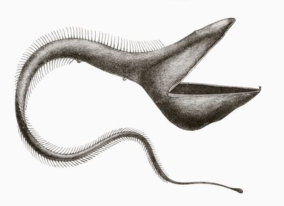 ペリカンウナギ（Eurypharynx pelecanoides）、人間が見ることはほとんどない深海魚、1880年頃にバルセロナで出版された「El Mundo Ilustrado」より 作： Unknown