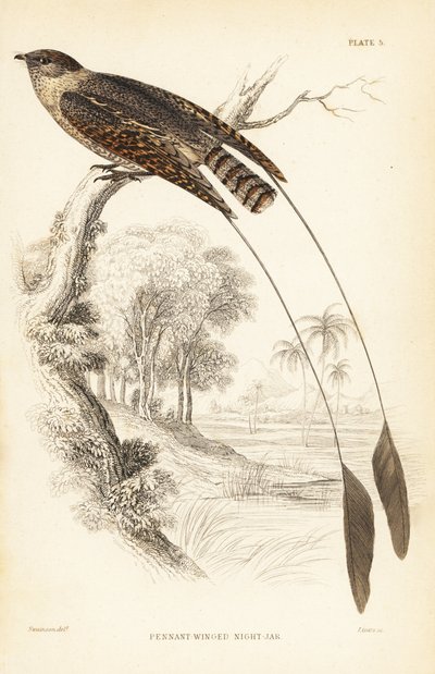 Pennant-winged nightjar, Macrodipteryx vexillarius (Macrodipteryx africanus)。ウィリアム・ジャーディン卿の『Naturalist
