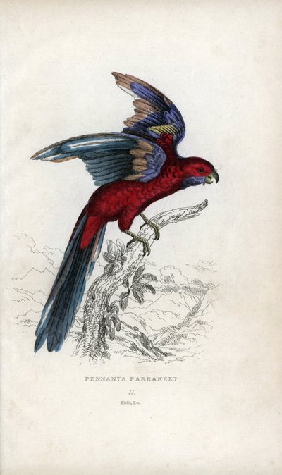 ペナントインコ、Psittacus pennantii。プラティカス・エレガンス 作： Unbekannter Künstler