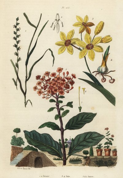 多年生のライグラス、Lolium perenne 1,2, spotted African corn lily, Ixia maculata var. 作： Unbekannt