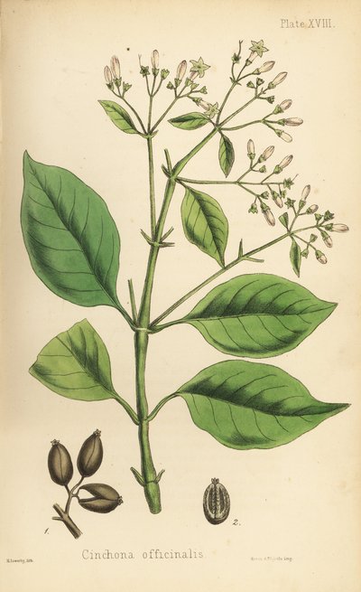 ペルーの樹皮またはキニーネの木、Cinchona officinalis。エドワード・ハミルトン著『Flora Homeopathica』よりヘンリー・サワービーによる手彩色リトグラフ。 作： Unbekannter Künstler