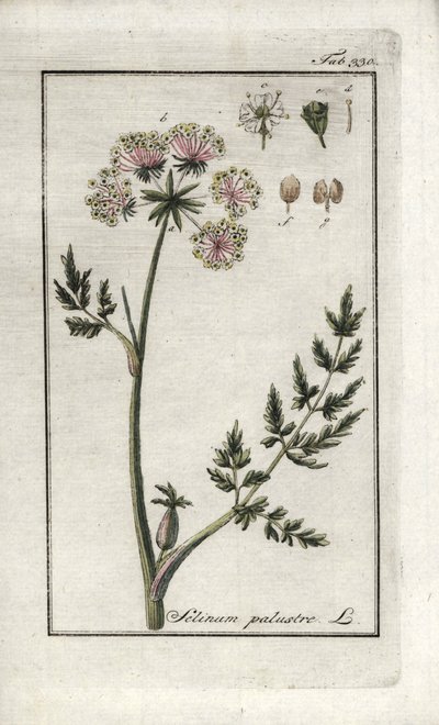 ピューセダン湿原または湿原パセリ（Selinum marsh）。ヨハネス・ゾーン（1739-1799）作 "Afbeelding der Artseny-Gewassen "のリトグラフ（オランダ）。 作： Unbekannter Künstler