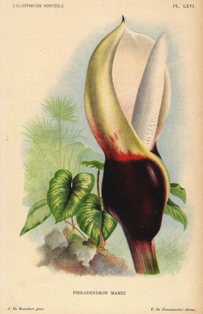 白と血のように赤い花序のフィロデンドロン・マメイ。熱帯の外来植物。イラスト：J. de Bosschere、リトグラフ：P.de Pannemaeker、1880年頃ゲント（ベルギー）で出版されたL
