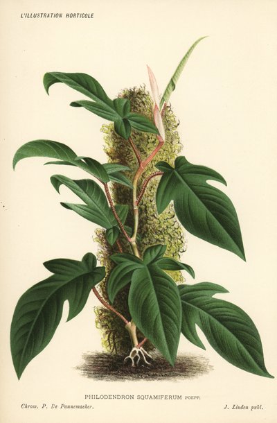 フィロデンドロン・スクアミフェラムの葉の植物。ブリュッセルのジャン・リンデン「イラストラシオン・ホルティコール」より、ピーテル・ド・パンネマカーによるクロモリトグラフ。 作： Unbekannter Künstler
