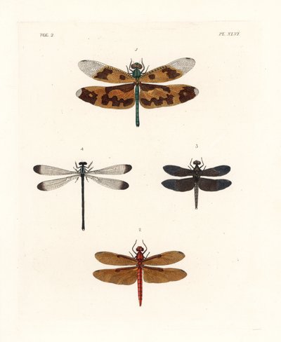 絵羽のトンボ、Rhyothemis variegata 1、フルボス・フォレスト・スキマー、Neurothemis fulvia 2、パイド・パディー・スキマー、Neurothemis tullia 3、シャドーダムゼル、Palaemnema paulina 4。ジョン・O・ウェストウッドによるドルー・ドルーリーの新版 "Il "からの手彩色リトグラフ。 作： Unbekannter Künstler