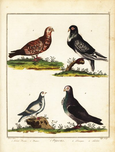 ハト：ポーランドのハト、プーター、ライチョウ、タービット。 1792年（彫刻） 作： Unbekannter Künstler