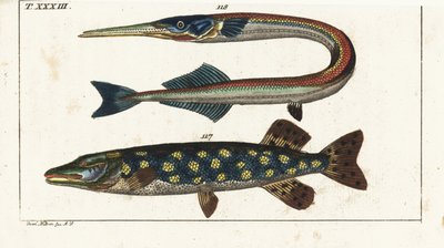 カワカマス（またはキタカマス）-オルフィア-キタカマスEsox lucius 117と海針またはガーフィッシュBelone belone 118。Gottlieb Tobias Wilhelm