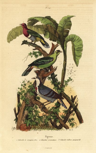 ピンクヘッド・フルーツ・ドバト（Ptilinopus porphyreus）、ブル・グリーン・キジバト（Treron aromaticus）、ルソン・ブリーディング・ハート（Gallicolumba luzonica）。 作： Unbekannt