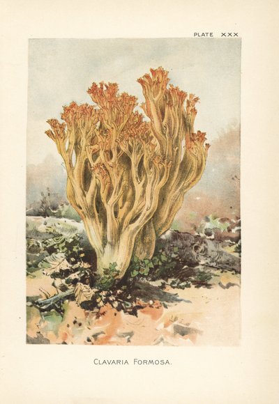 ピンク色のサンゴキクラゲまたは美しいクラバリア、ラマリア・フォルモーサ（Clavaria formosa）。ウィリアム・ハミルトン・ギブソンの著書『Our Edible Toadstools and Mushrooms』に掲載された植物図版をもとにしたクロモリトグラフ。 作： Unbekannter Künstler