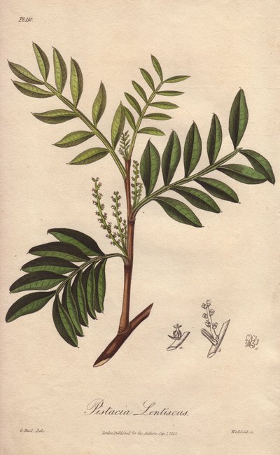 Pistacia lentiscus (Pistacia lentiscus) - ジョン・チャーチによってロンドンで出版されたジョン・ステファンソンとジェームズ・モース・チャーチルの「Medical Botanical, Description of Medicinal Plants of London, Edinburgh and Dublin」の挿絵としてウィリアム・クラークが描いた強い水。 作： Unbekannter Künstler