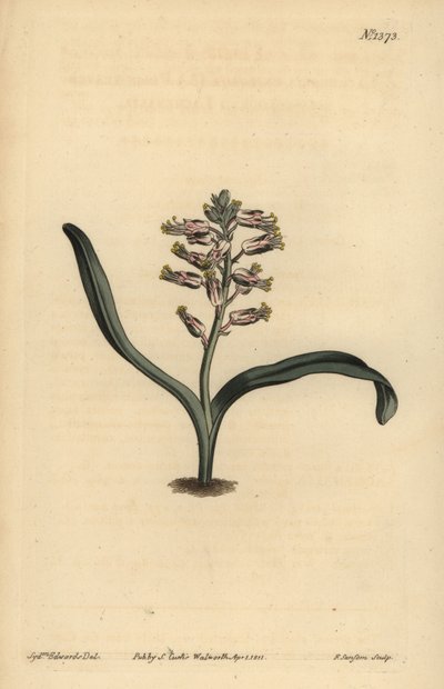 平らな葉の自分色のラケナリア、Lachenalia unicolor 作： Unbekannt