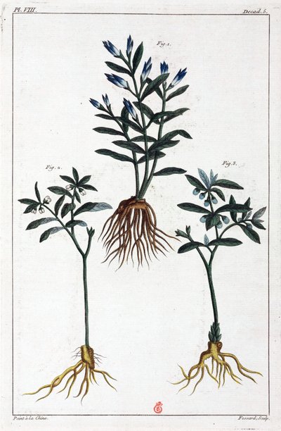 薬用植物、中国 作： Unbekannt