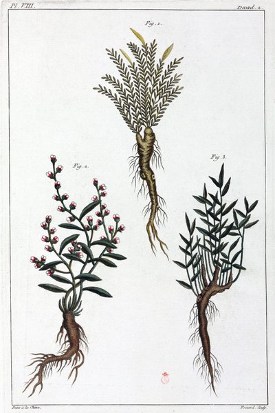 薬用植物、中国 作： Unbekannt