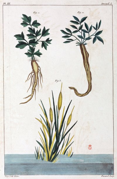薬用植物、中国 作： Unbekannt