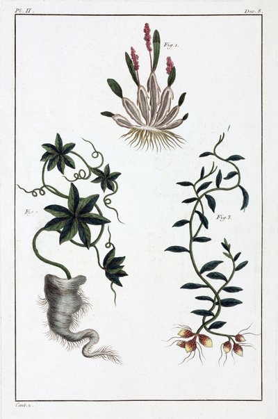 薬用植物、中国 作： Unbekannt
