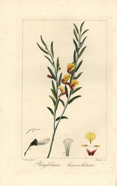 オーストラリア原産のPlatylobium lanceolatum。モルダン・ド・ローネ著『アマチュアのための植物図鑑』所収のパンクレース・ベッサの植物図版からバロワが銅に手彩色したスティップル・エングレーヴィング。 作： Unbekannter Künstler