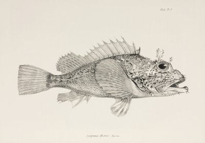 プレイヤーカサゴ、1832～1836年頃 作： Unbekannter Künstler